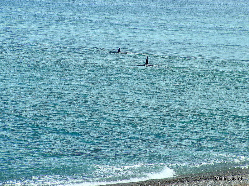Orcas...